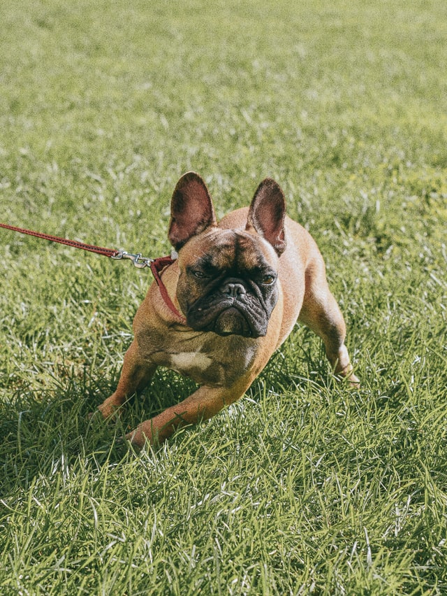 french bulldog training