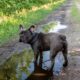 french bulldog skin turning black