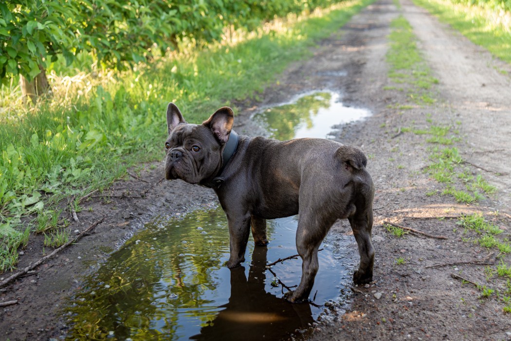 french bulldog skin turning black