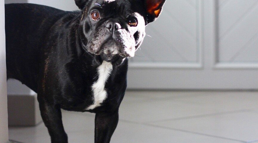 french bulldog head tremors