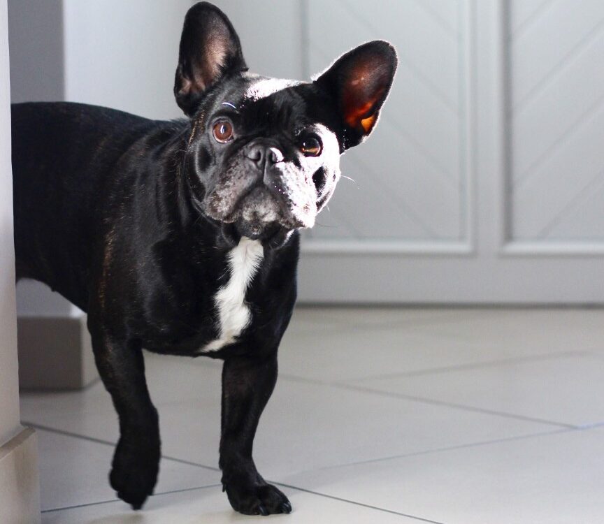 french bulldog head tremors