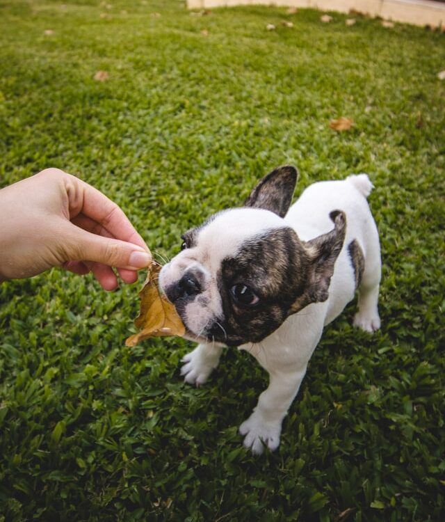 french bulldog biting