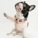 best french bulldog harnesses