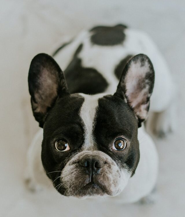 french bulldog cherry eye