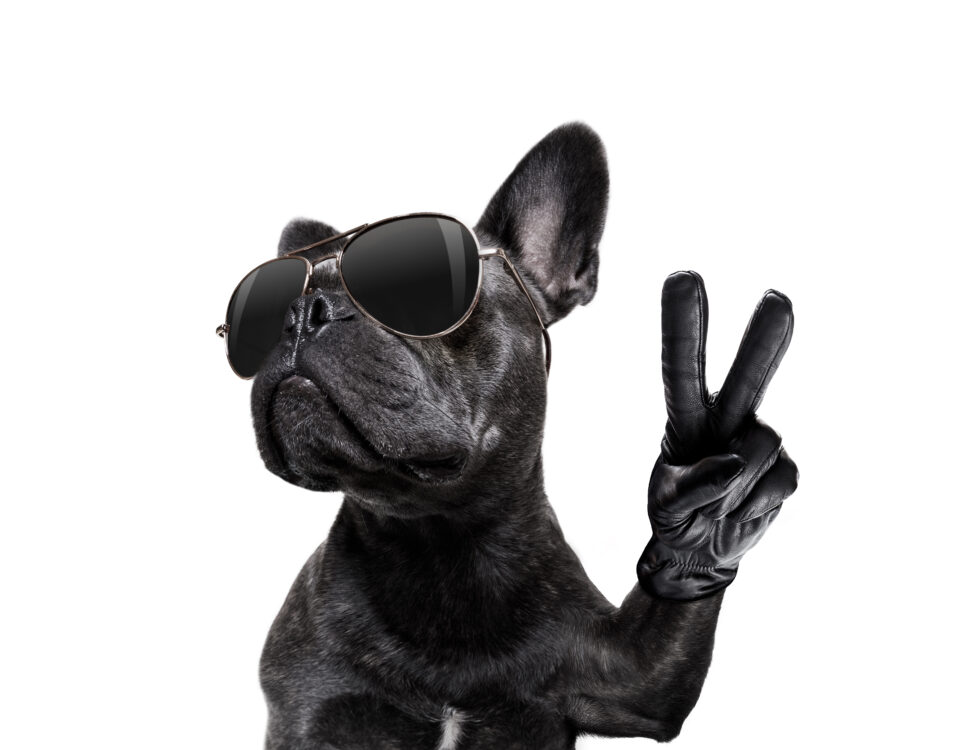 french bulldog gifts