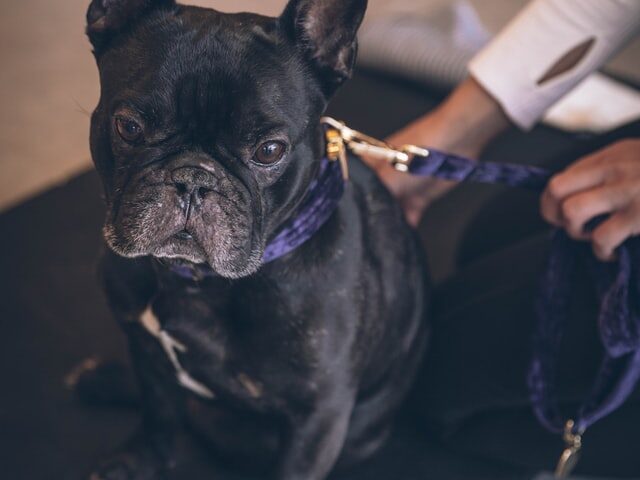 french bulldog skin turning black