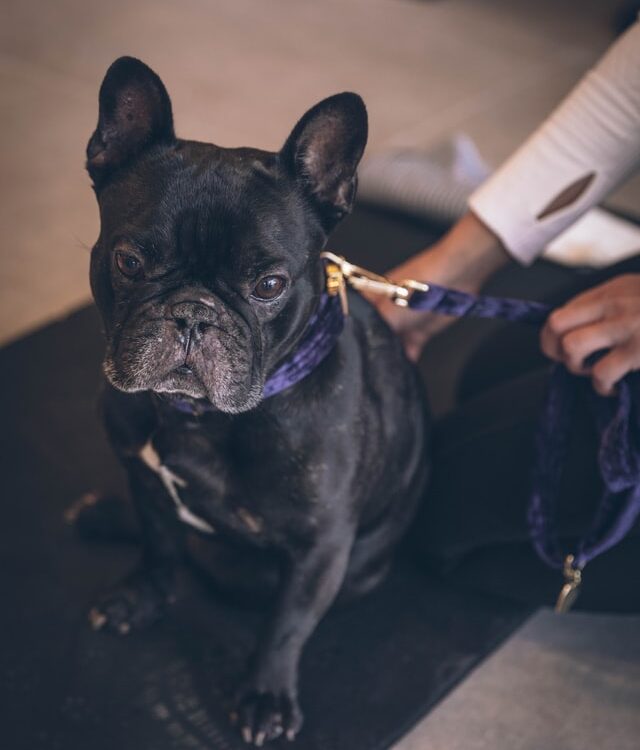 allergies in french bulldogs