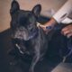 french bulldog skin turning black