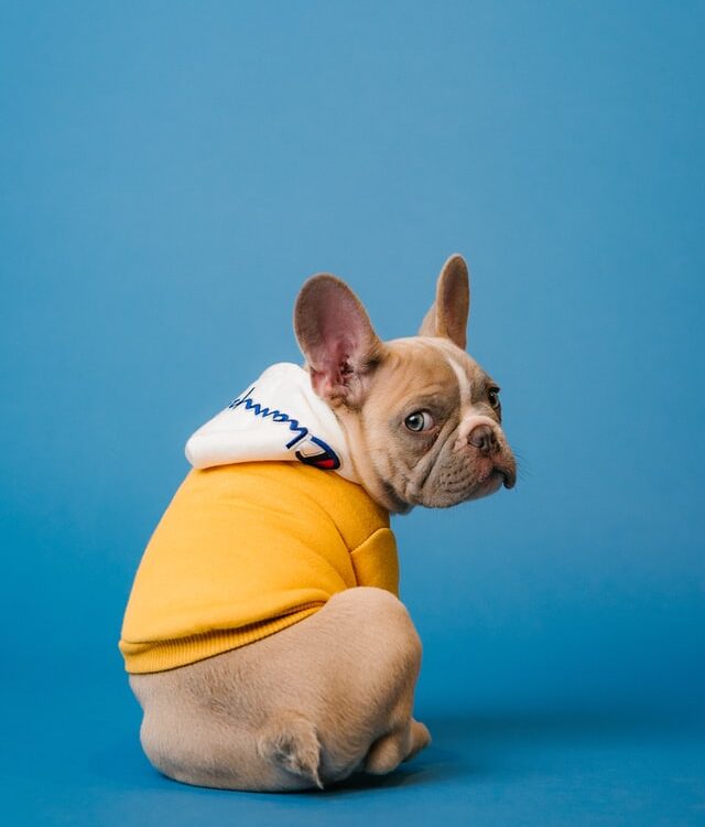 french bulldog hoodies