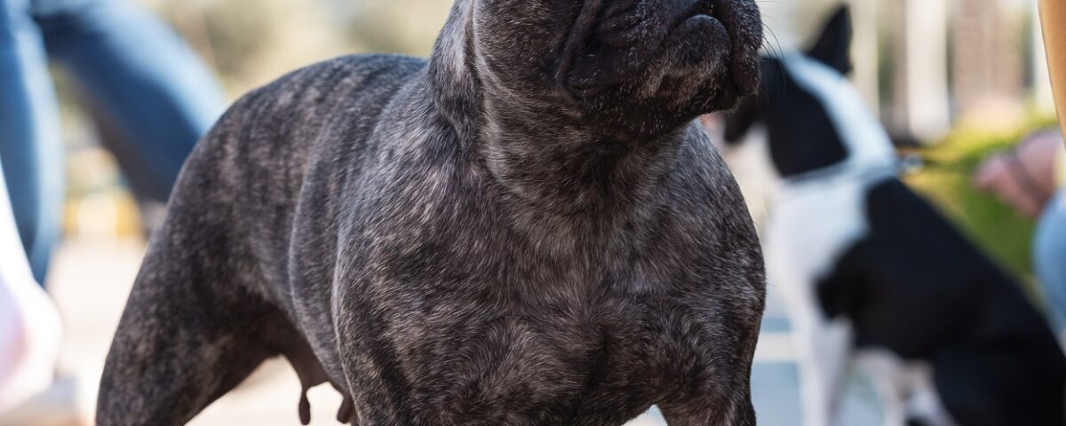 neuter a french bulldog