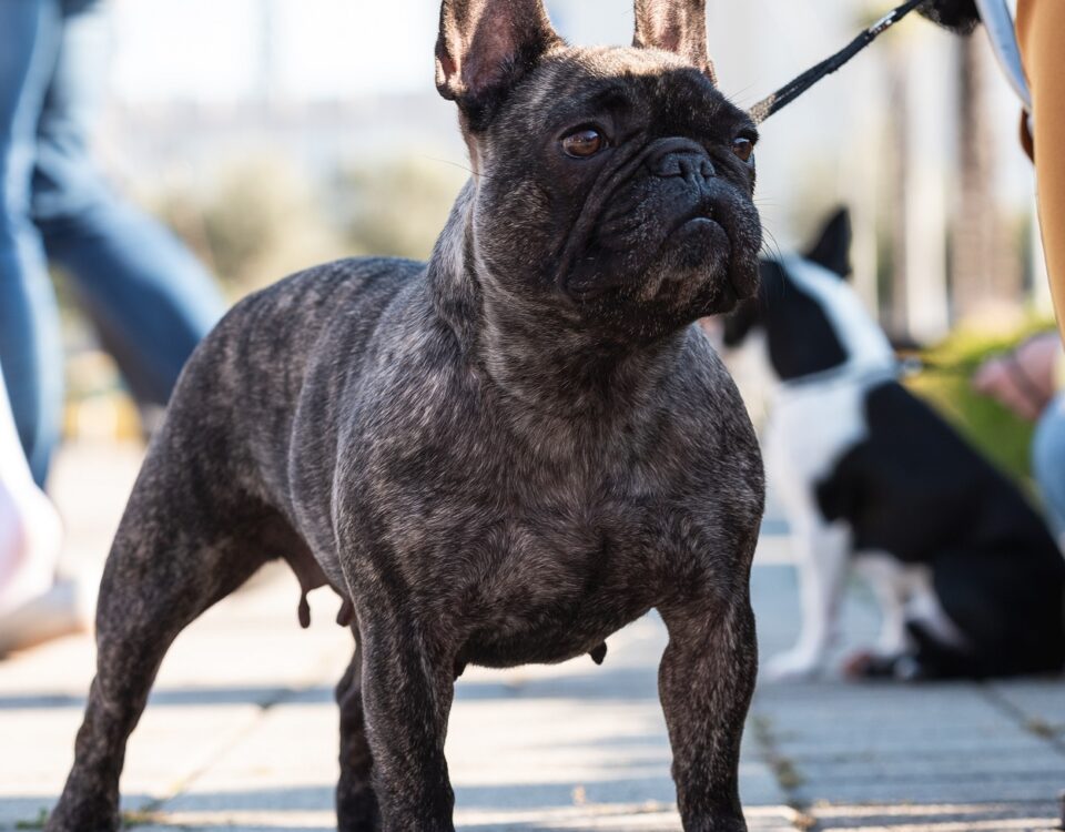french bulldog muscles