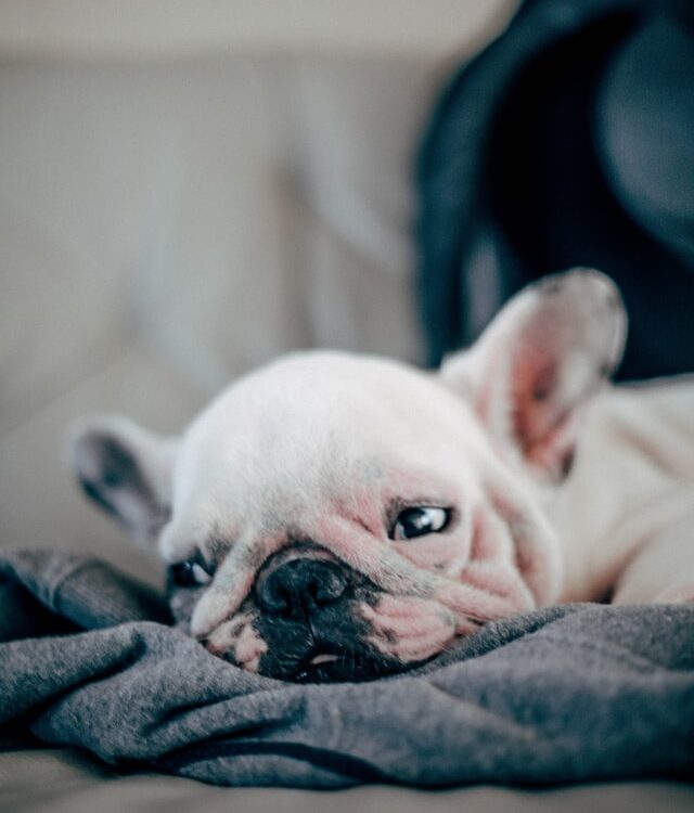 french bulldog heat rash