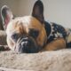 french bulldog runny nose