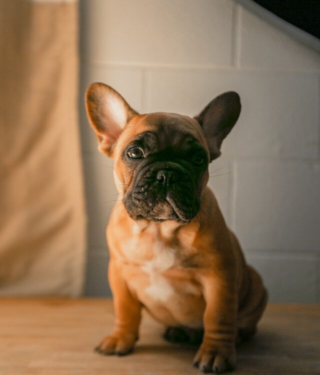 french bulldog hives