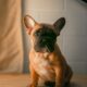 french bulldog hives
