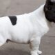french bulldog brushes