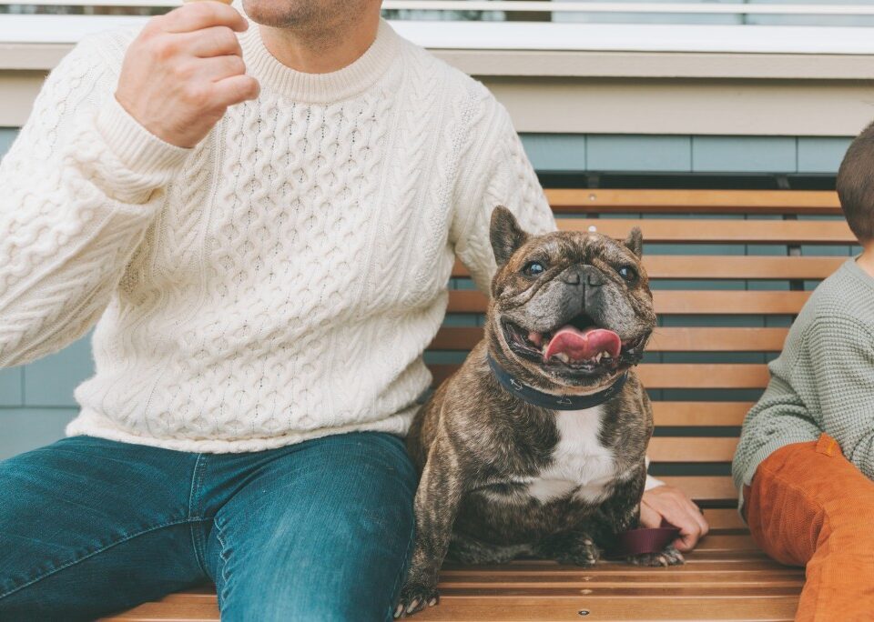 are french bulldogs jealous