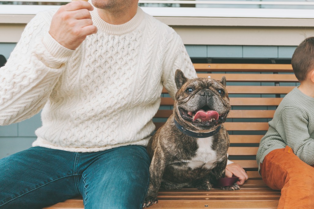 are french bulldogs jealous