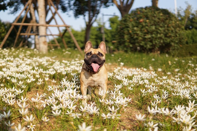 french bulldog head tremors