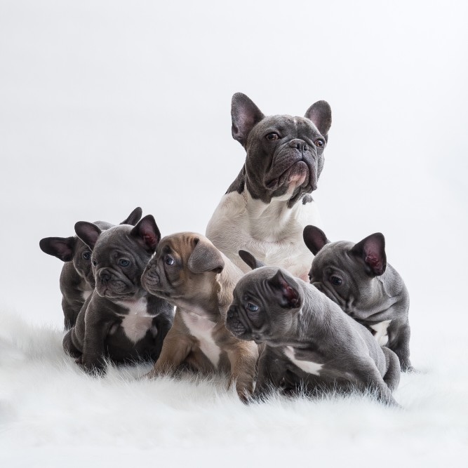 why you shouldn't buy a french bulldog