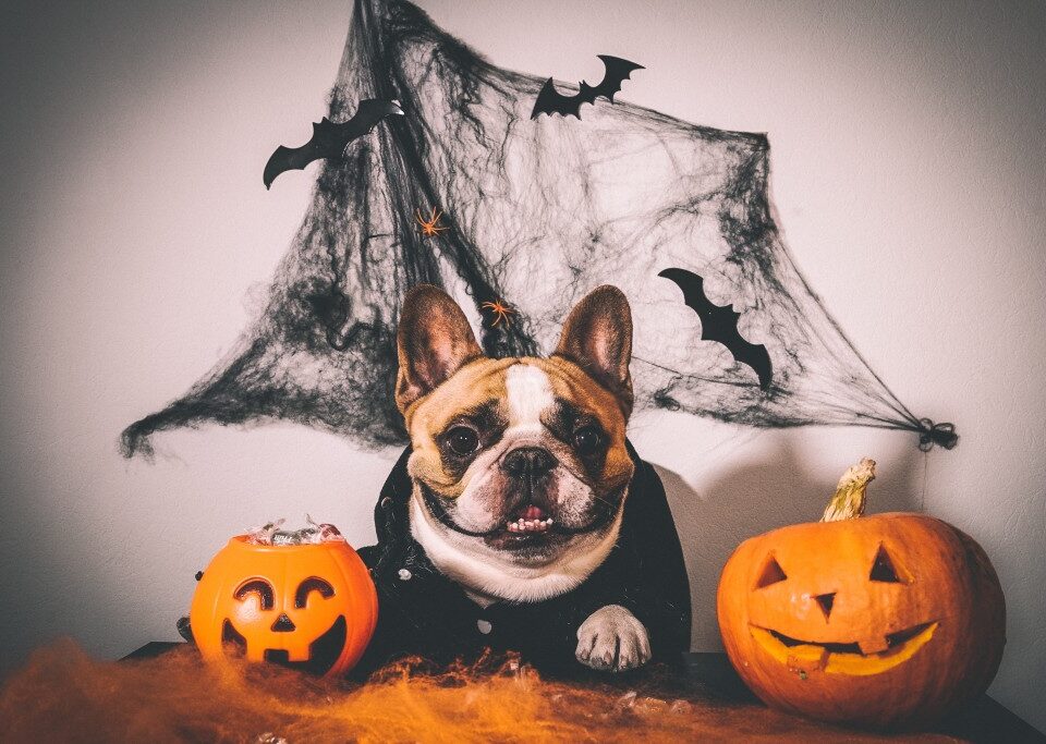 french bulldog clothing
