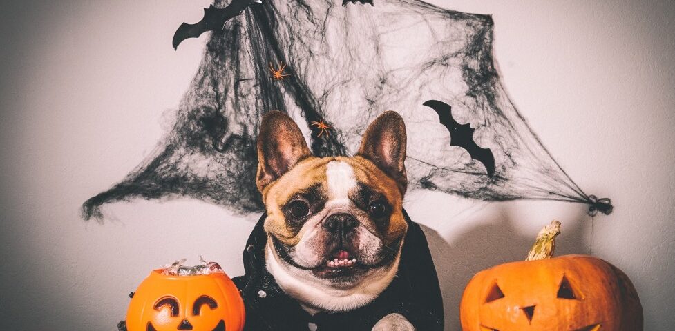 french bulldog clothing
