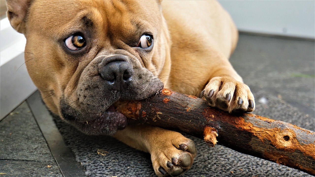are french bulldogs destructive