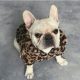french bulldog coats