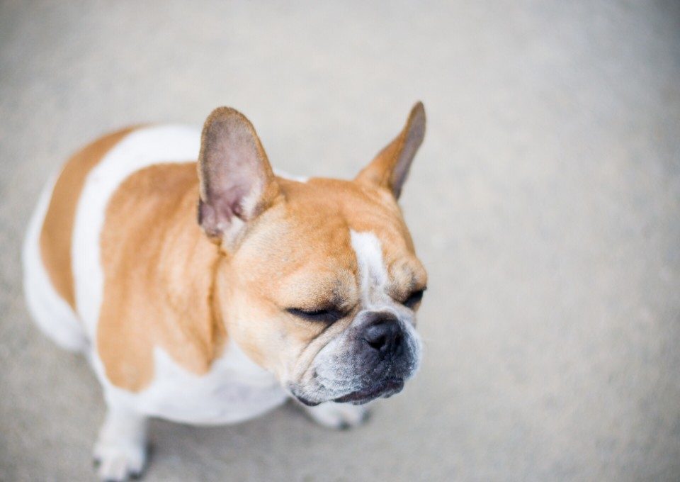 french bulldog eye problems