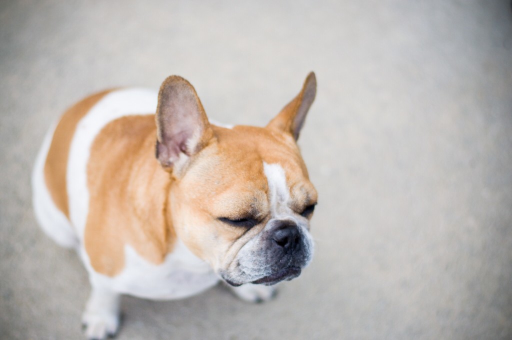 french bulldog eye problems