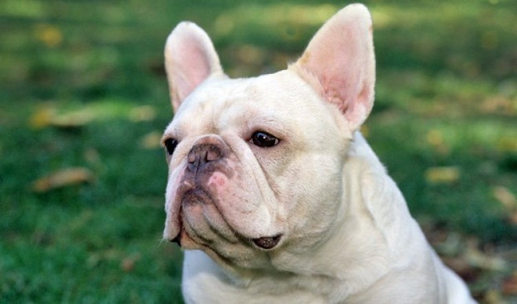 french bulldog hair loss