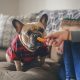 french bulldog food