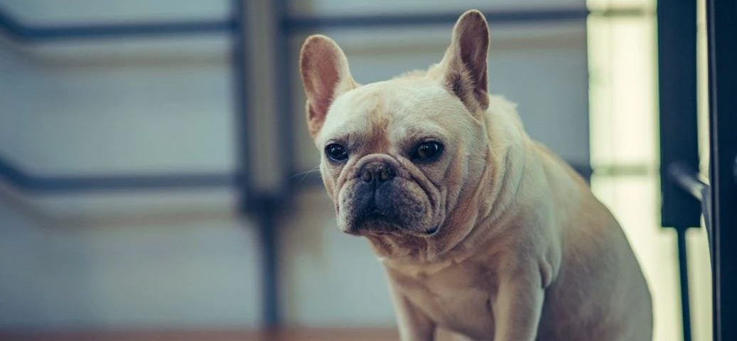 french bulldog losing hair