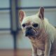 french bulldog health problems