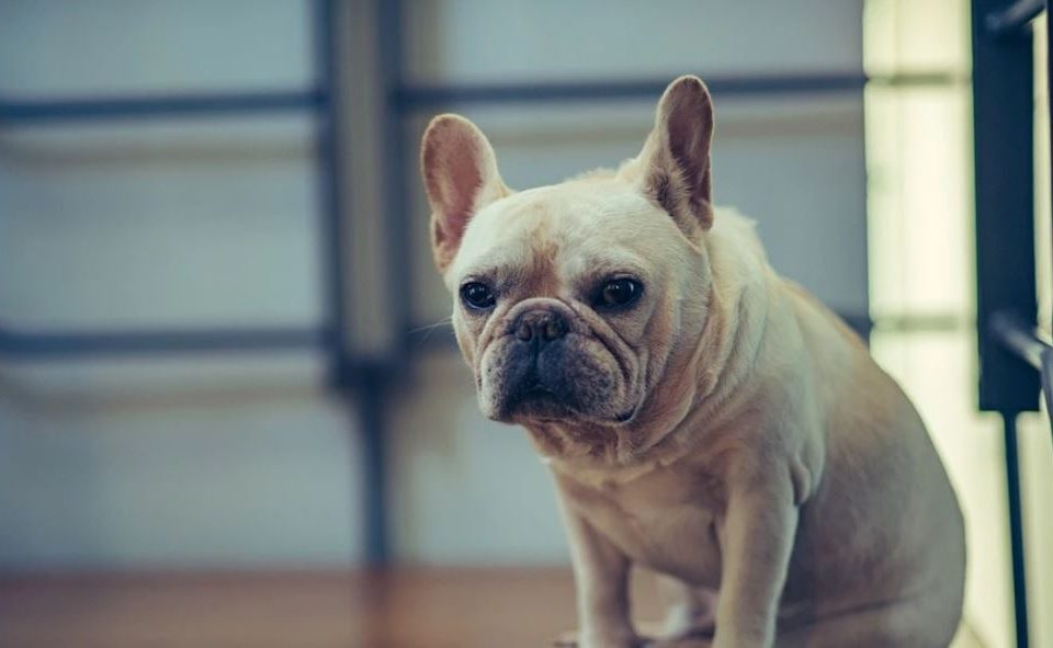 french bulldog losing hair