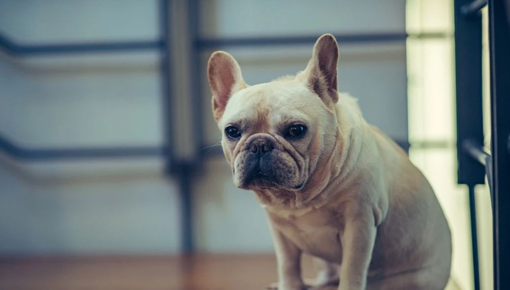 french bulldog losing hair