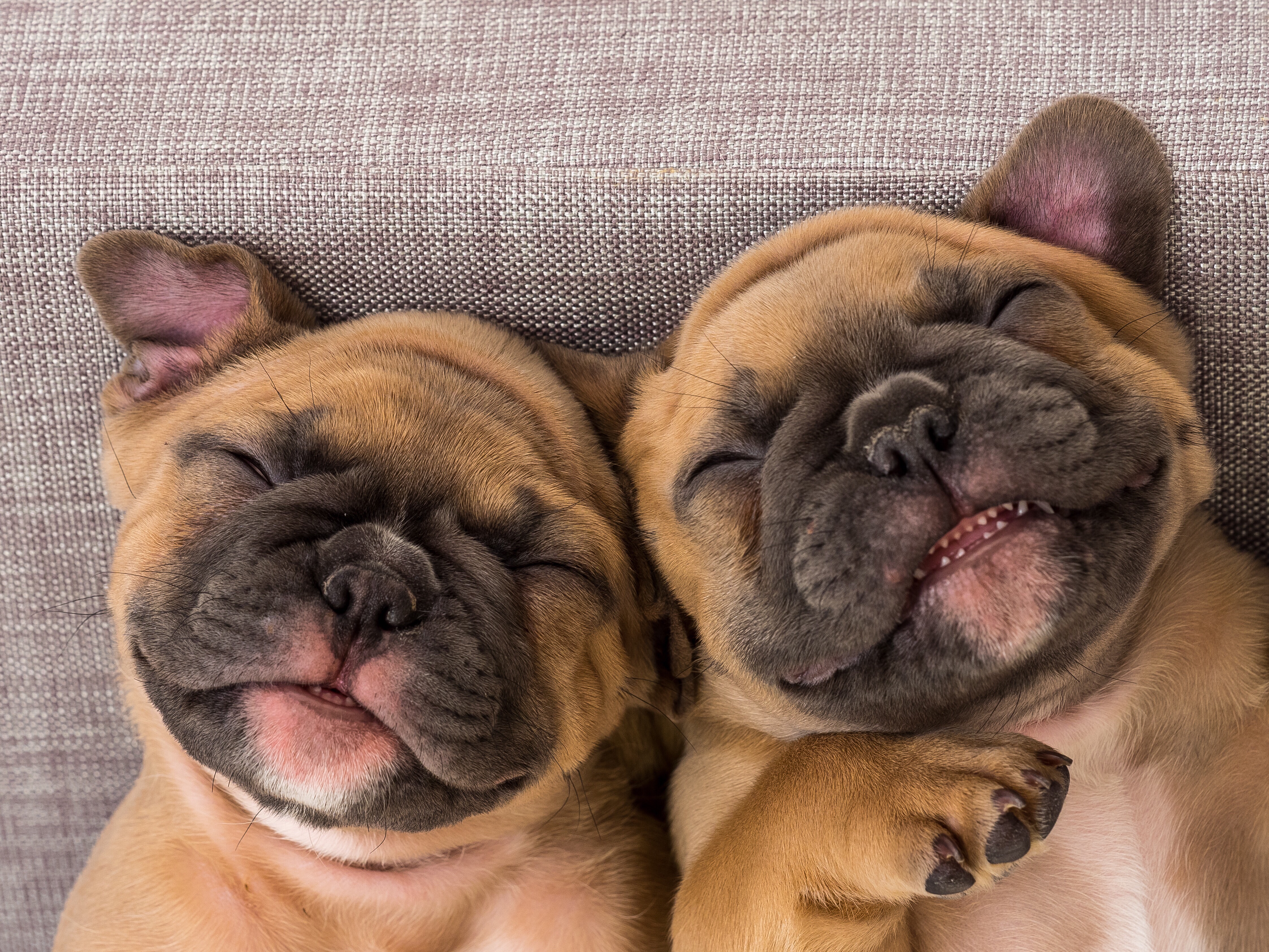 french bulldog's nose