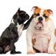 french bulldog vs english bulldog