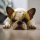 french bulldog's nose