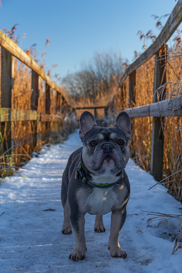 french bulldog skin bumps
