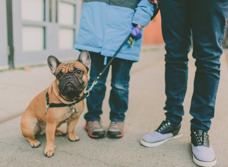 french bulldogs and babies