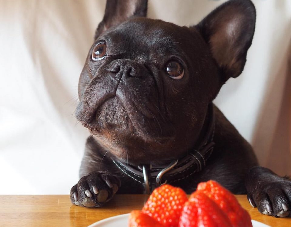 can french bulldogs eat strawberries
