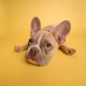 can french bulldogs eat oranges