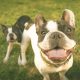 male vs female french bulldogs