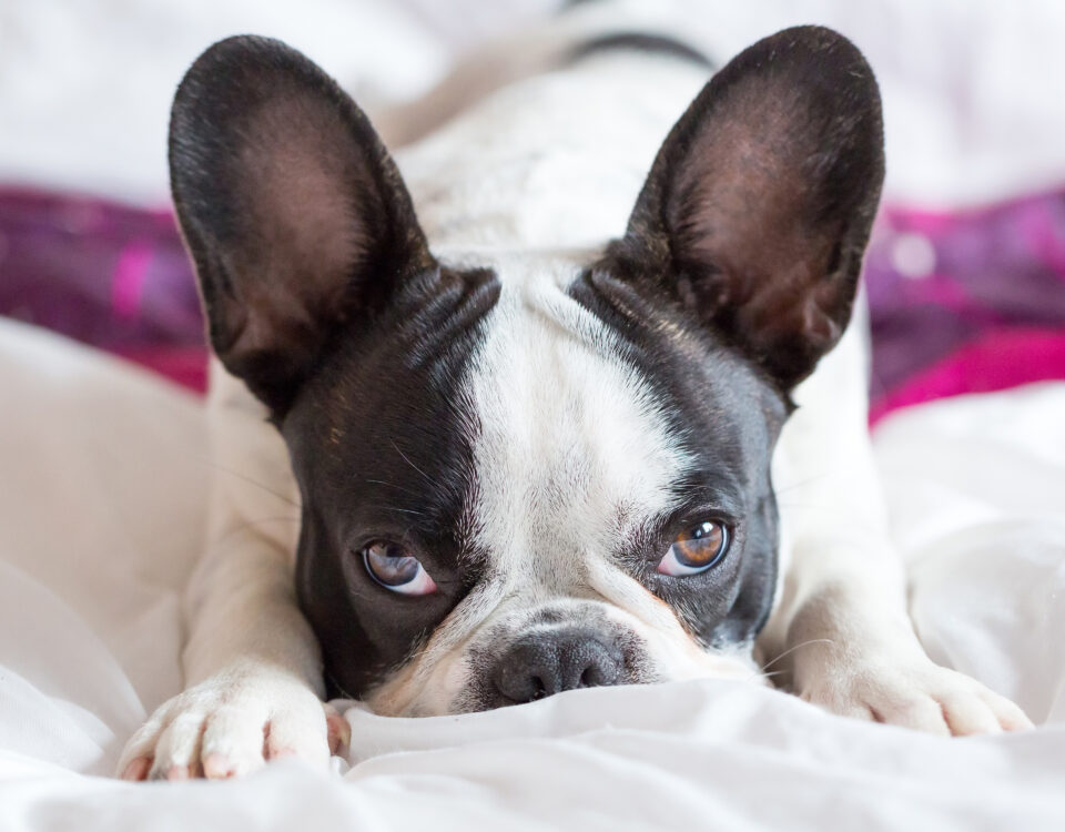 stop sharing bed with your frenchie
