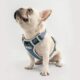 best harness for a french bulldog