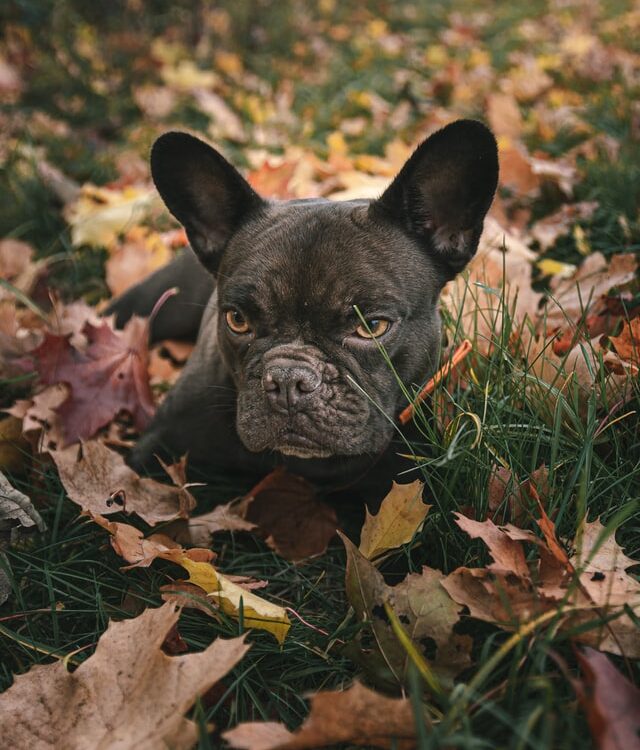 french bulldog health issues
