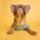 the most expensive french bulldog