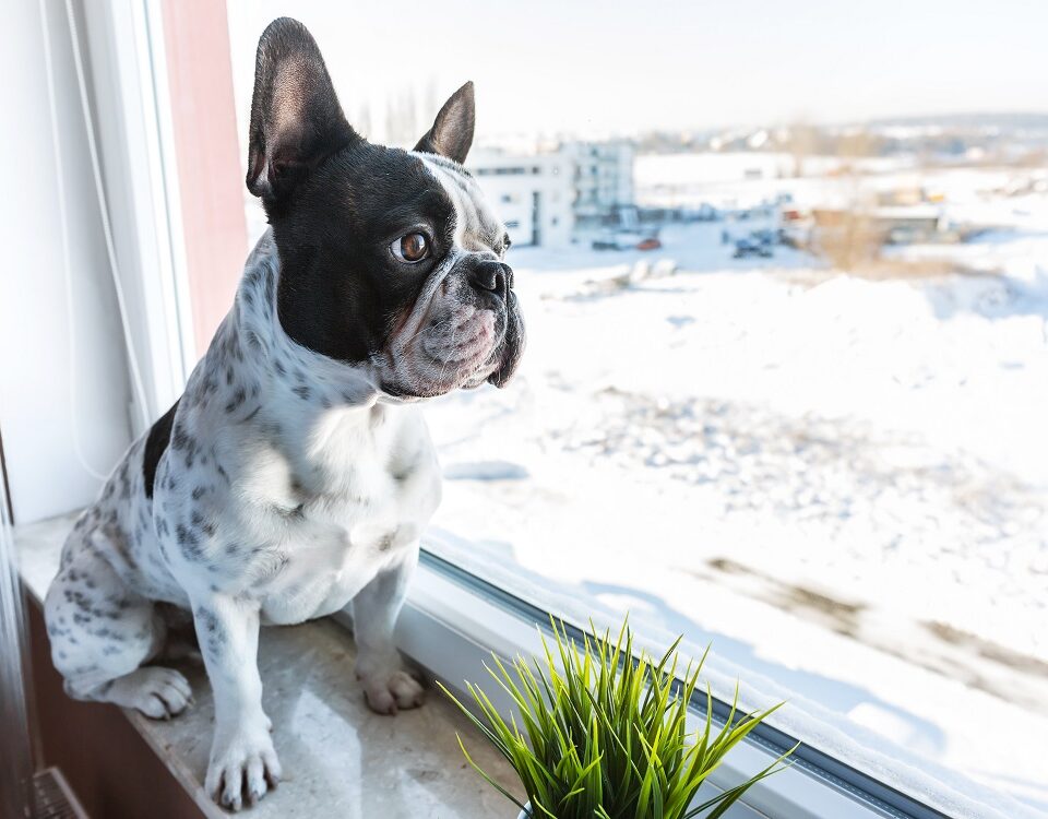 can french bulldogs be left alone