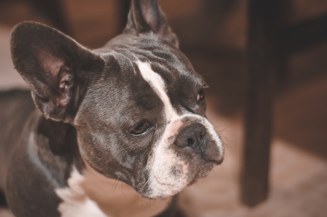 french bulldog's eyes